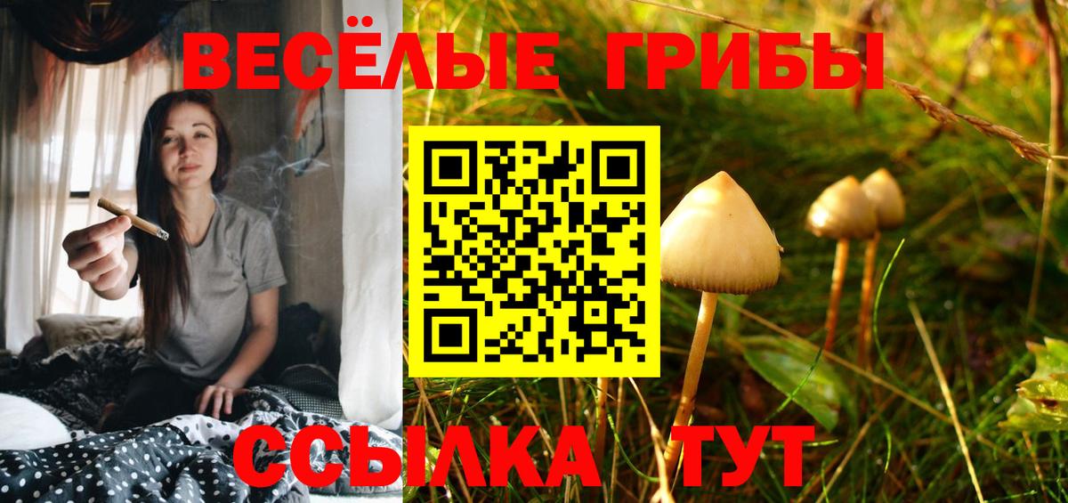 Псилоцибиновые грибы Psilocybine cubensis Тара